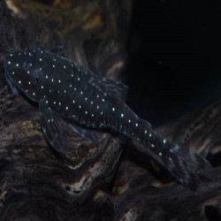 PAROTOCINCLUS HAROLDOI