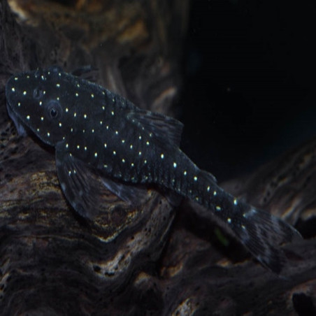 PARATOCINCLUS SP HAROLDOI 3 cms