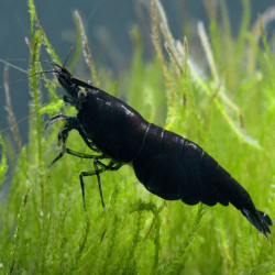 NEOCARIDINA DAVIDI BLACK ROSE