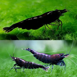 NEOCARIDINA BLACK ROSE
