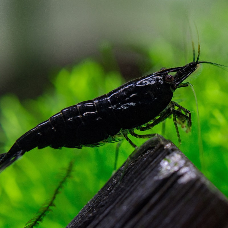 NEOCARIDINA DAVIDI BLACK ROSE