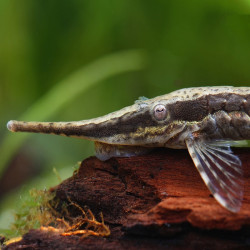 FARLOWELLA ACUS / POISSON BRINDILLE