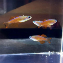 PSEUDOMUGIL RED NEON / PASKAI / IRIANI