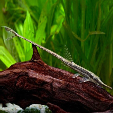 FARLOWELLA ACUS / POISSON BRINDILLE