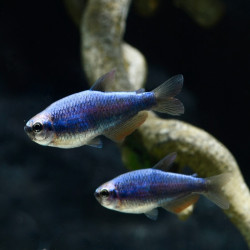 INPAICHTYS KERRI / TETRA ROYAL