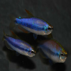 INPAICHTYS KERRI / TETRA ROYAL