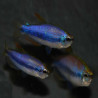 INPAICHTYS KERRI / TETRA ROYAL