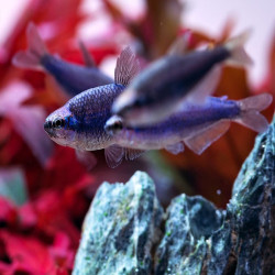 INPAICHTYS KERRI / TETRA ROYAL