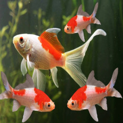 CARASSIUS AURATUS SARASA / SARASA COMET 5-8 cms