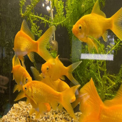 CARASSIUS AURATUS YELLOW / GOLFISH COMET 6-8 CMS