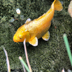 CARASSIUS AURATUS YELLOW / GOLFISH COMET 6-8 CMS