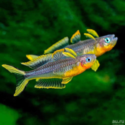 PSEUDOMUGIL FURCATUS / POPONDETTA FURCATA