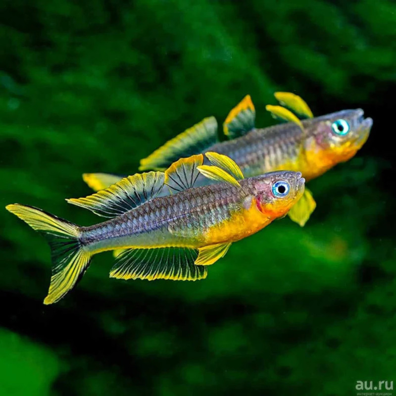 PSEUDOMUGIL FURCATUS / POPONDETTA FURCATA PSEUDOMUGIL FURCATUS / POPONDETTA FURCATA