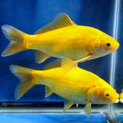 CARASSIUS AURATUS YELLOW / GOLFISH COMET 5-8 CMS