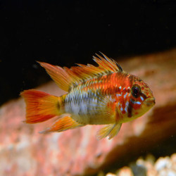 Couple APISTOGRAMMA MACMASTERI