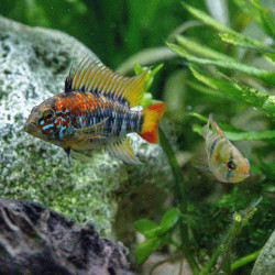 APISTOGRAMMA MACMASTERI