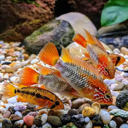 APISTOGRAMMA MACMASTERI