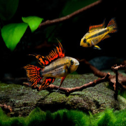 Couple APISTOGRAMMA CACATOIDES DOUBLE RED