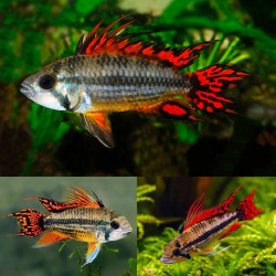 APISTOGRAMMA CACATOIDES DOUBLE RED