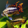 APISTOGRAMMA CACATOIDES DOUBLE RED