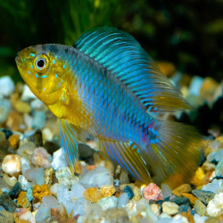 Couple APISTOGRAMMA BORELLI