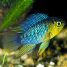 APISTOGRAMMA BORELLI