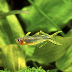 PSEUDOMUGIL FURCATUS / POPONDETTA FURCATA