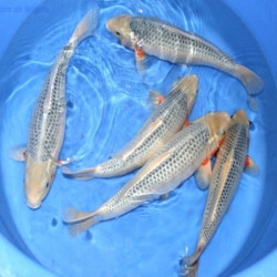 CYPRINUS CARPE KOI ASAGI 9-11 cms