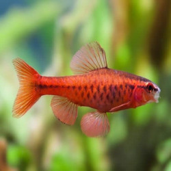 PUNTIUS TITTEYA / BARBU CERISE 3-4 CMS