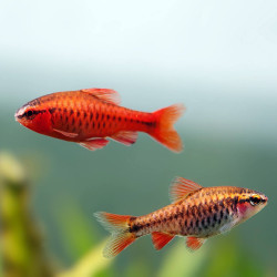 PUNTIUS TITTEYA / BARBU CERISE