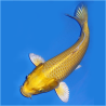 CYPRINUS CARPE KOI YAMABUKI OGON 9-11 cms