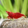 NEOCARIDINA DAVIDI RED FIRE