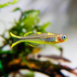 PSEUDOMUGIL FURCATUS / POPONDETTA FURCATA