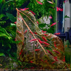 NEOCARIDINA RED FIRE