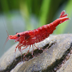 NEOCARIDINA DAVIDI RED FIRE