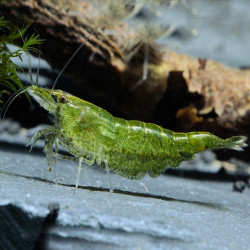 NEOCARIDINA DAVIDI GREEN JADE