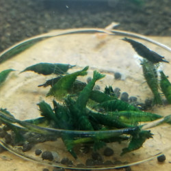 NEOCARIDINA DAVIDI GREEN JADE