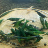 NEOCARIDINA DAVIDI GREEN JADE