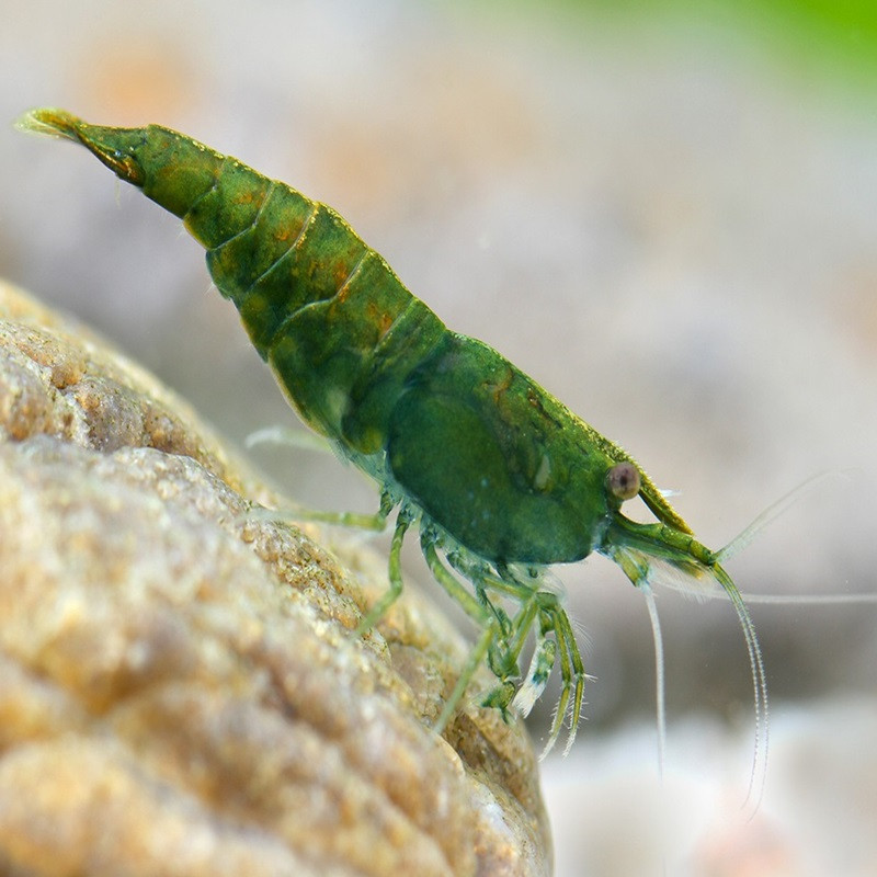 NEOCARIDINA DAVIDI GREEN JADE