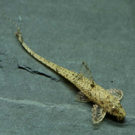 LORICARIA FILAMENTOSA / DAYSILORICARIA FILAMENTOSA