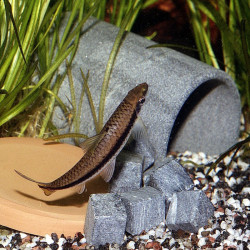 CROSSOCHEILUS SIAMENSIS / BARBEAU A RAIE NOIRE / CROSSOCHEILUS OBLONGUS