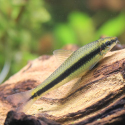 CROSSOCHEILUS SIAMENSIS / BARBEAU A RAIE NOIRE / CROSSOCHEILUS OBLONGUS