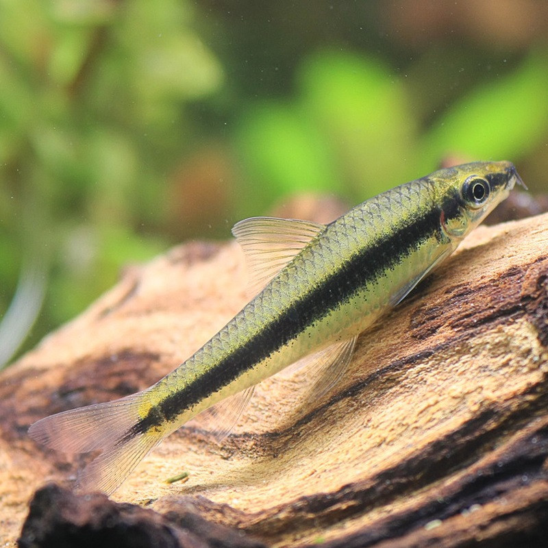 CROSSOCHEILUS SIAMENSIS / BARBEAU A RAIE NOIRE / CROSSOCHEILUS OBLONGUS