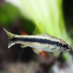 CROSSOCHEILUS SIAMENSIS / BARBEAU A RAIE NOIRE / CROSSOCHEILUS OBLONGUS