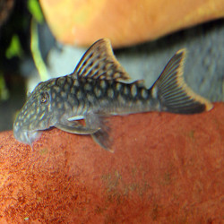 L106 HEMIANCISTRUS GUAHIBORUM 5-6 cms