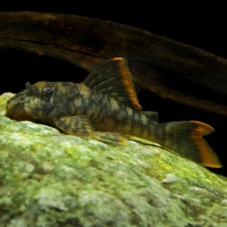 L106 HEMIANCISTRUS GUAHIBORUM 5-6 cms