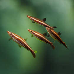 NANNOBRYCON EQUES / NANNOSTOMUS EQUES