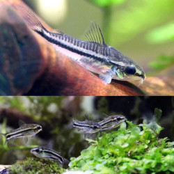 CORYDORAS PYGMAEUS / CORYDORAS PYGMEE