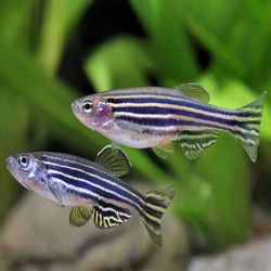 BRACHYDANIO RERIO / POISSON ZEBRA / DANIO RERIO