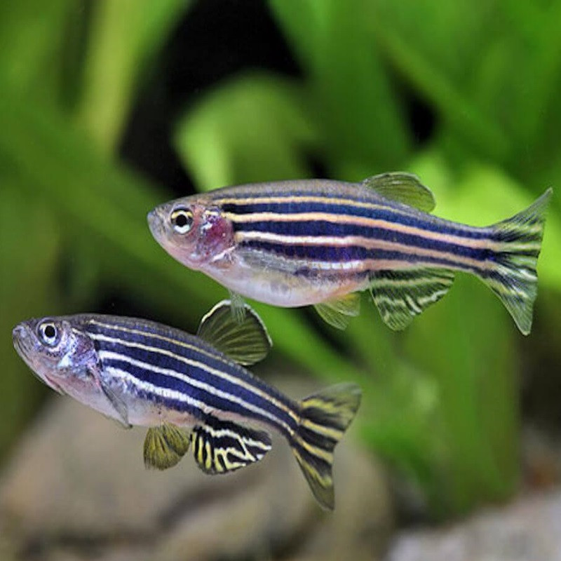 BRACHYDANIO RERIO / POISSON ZEBRA / DANIO RERIO BRACHYDANIO RERIO / POISSON ZEBRA / DANIO RERIO